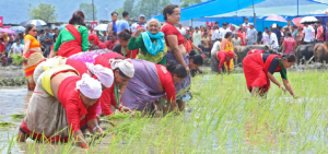 आज मानो रोपेर मुरी उब्जाउने दिन, दही चिउरा खाने पर्व