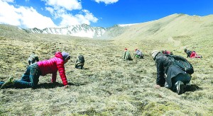 यार्सागुम्बा टिप्न गएकाको दैनिक जसो मृत्यु, चार जनाले गुमाए ज्यान