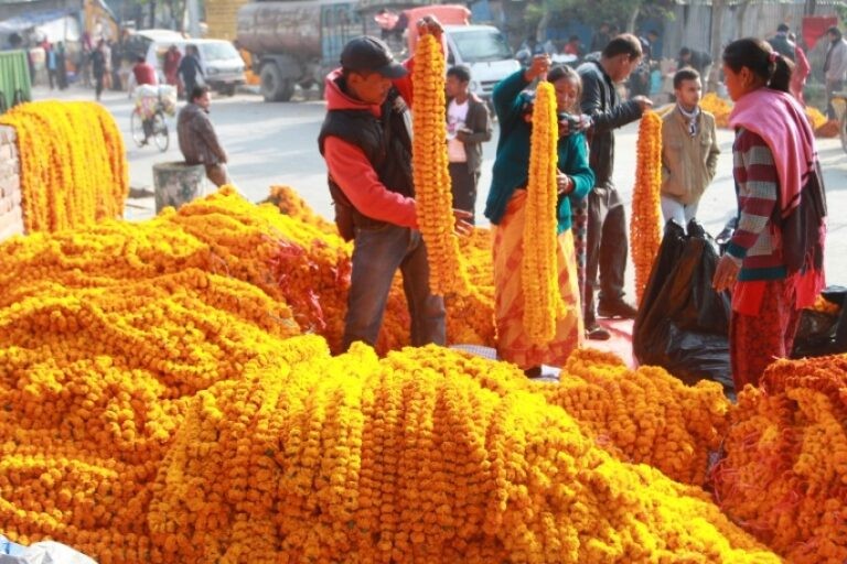 काठमाडौं महानगरपालिकाले तिहारमा फूल बेच्नका लागि ४६ ठाउँ तोक्यो